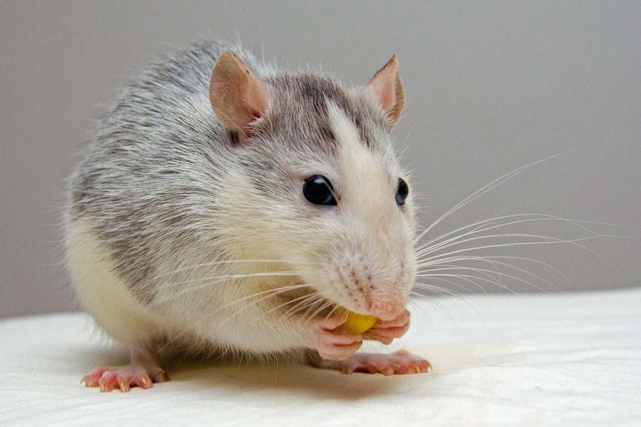 Мышогон